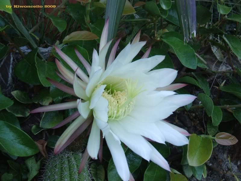 Trichocereus2009.jpg