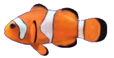 clown fish Pictures, Images and Photos