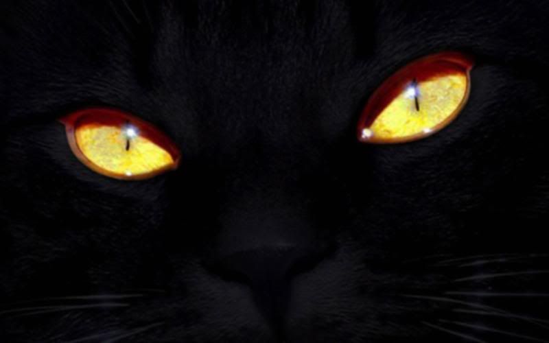 black cat eyes. lack cat eyes. cat eyes