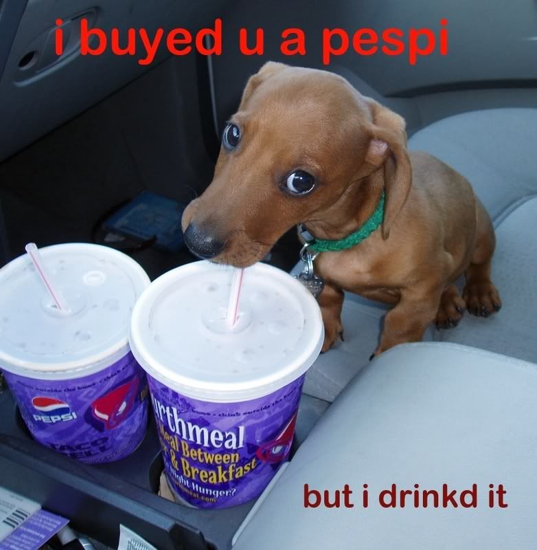 dog_drinkd_pepsi.jpg