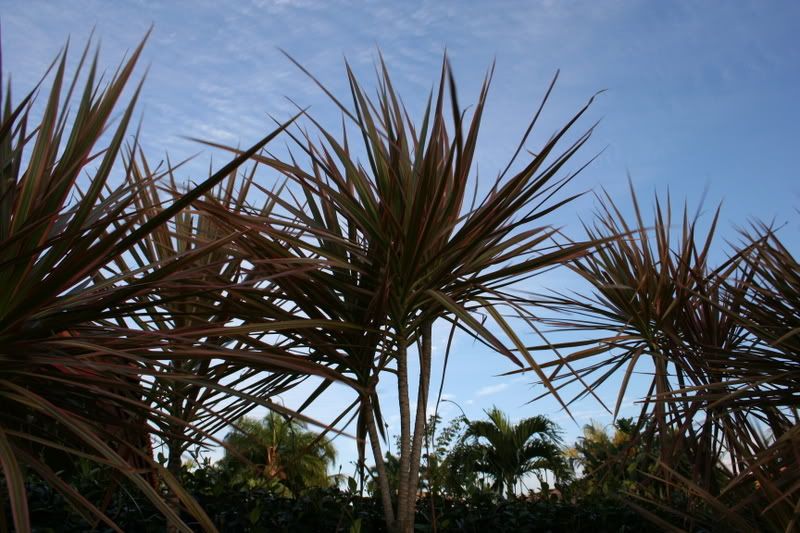 IMAGE: http://i104.photobucket.com/albums/m181/carbinered/XTbackyard032.jpg