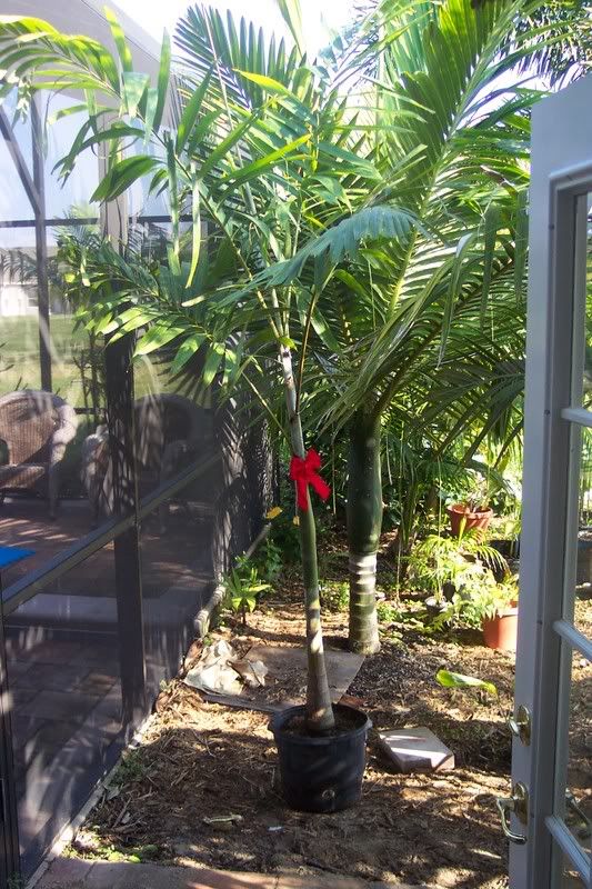 palms for christmas not christmas palms DISCUSSING PALM TREES