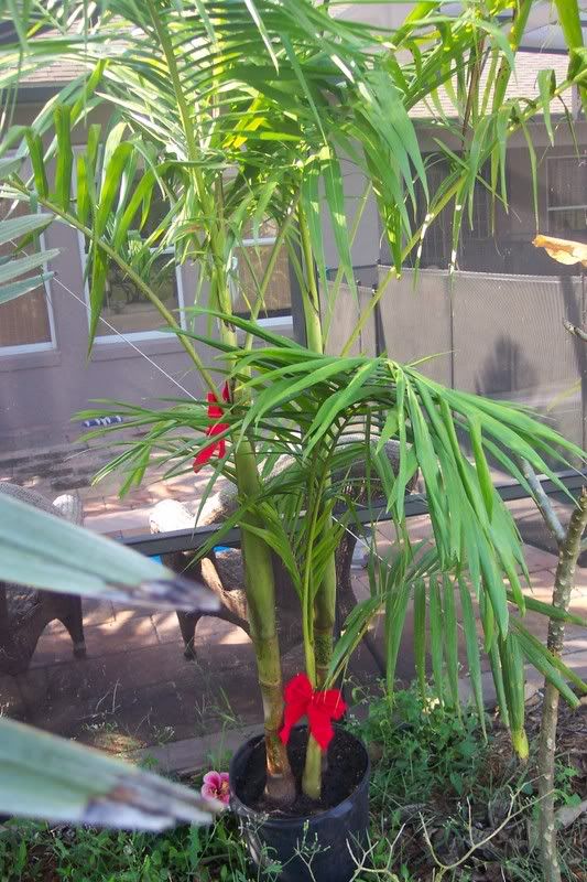 palms for christmas not christmas palms DISCUSSING PALM TREES