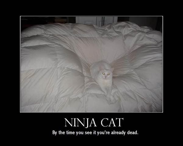 ninjacat1.jpg