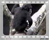 funny monkey videos. Photobucket | funny monkey Videos