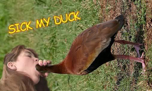 image: duck