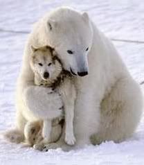 Bear Hug Pictures, Images and Photos