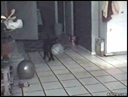 catballoondelayedreacti.gif image by doddee2006