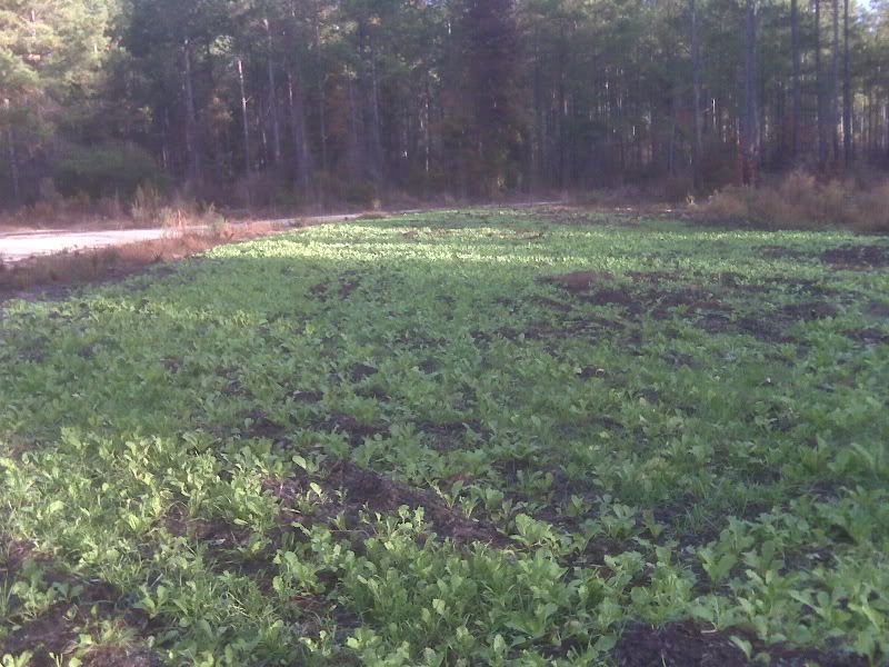 Throw And Gro No-Till Forage