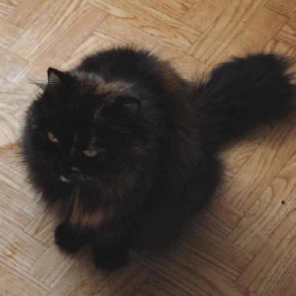 Кошка на горячей толстой попе