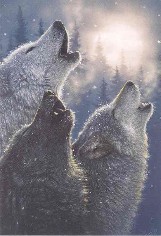 Wolves in winter Pictures, Images and Photos