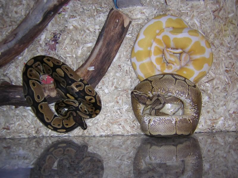 Albino_Spider_Hetalbino.jpg