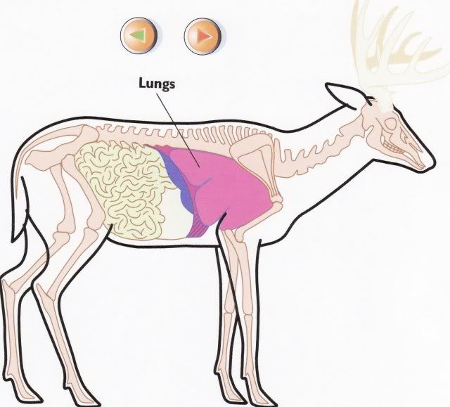 deeranatomy.jpg