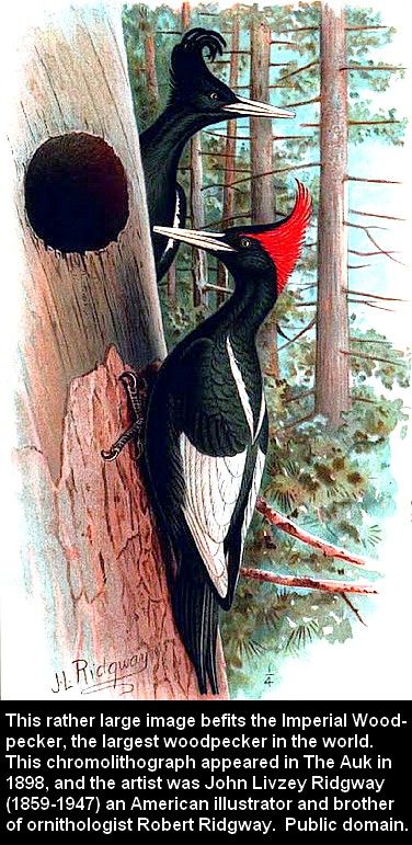 woody woodpecker extinct