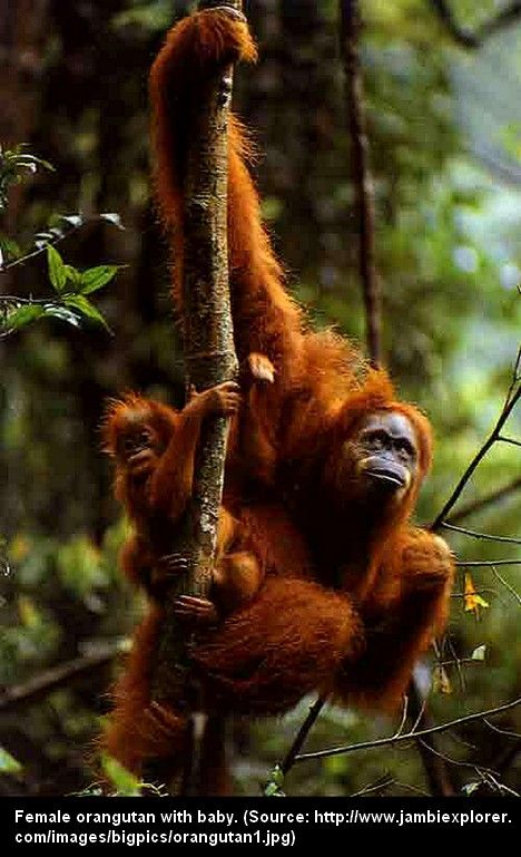  ORANG  PENDEK  SHORT PERSON OF THE INDONESIAN RAIN 