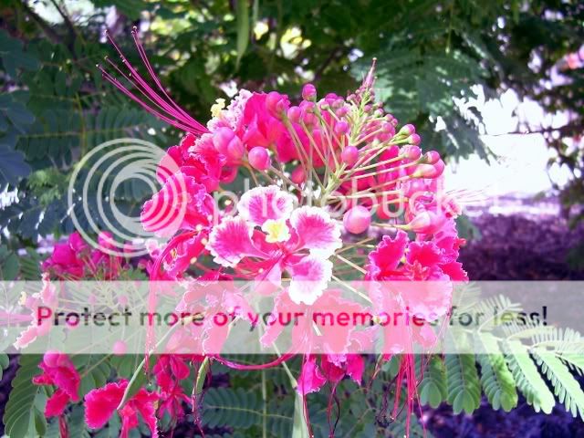 Pink, Pride of Barbados – Quintessentially Quilly
