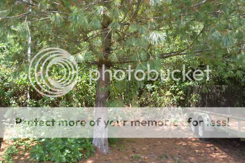 White pine trees keep dying.....